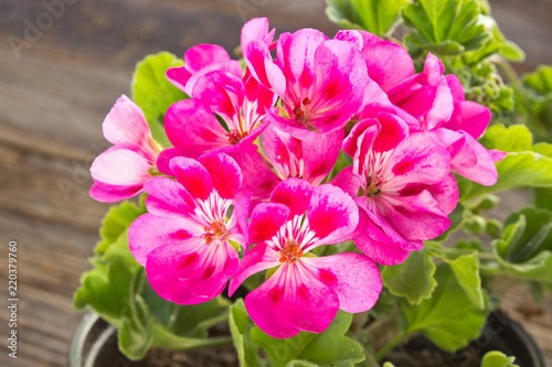 Fototapeta Naklejka Na Ścianę i Meble -  Geranium pelargonium flower close up on wooden background