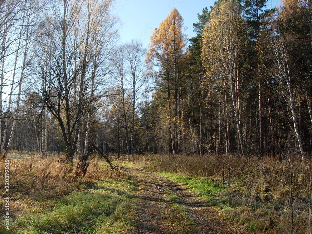 Obraz premium siberian autumn forest