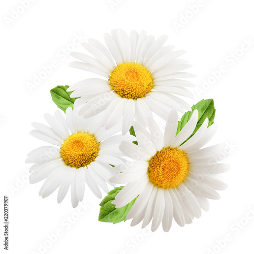 Chamomile flowers with mint leaves composition isolated on white background as package design element