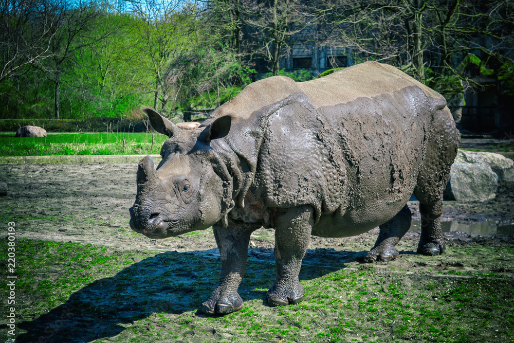 Obraz premium Piękny obraz afrykańskiego nosorożca.