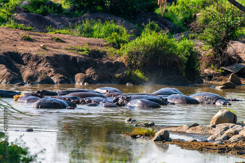 Pack of hippos is having rest in river