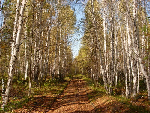 Siberia autumn forest