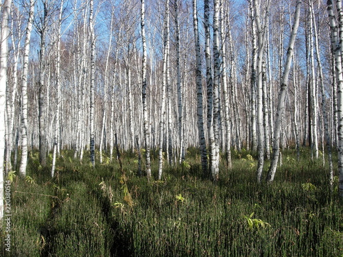 Siberia autumn forest