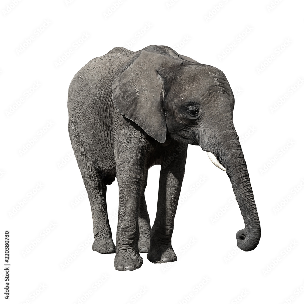 African Elephant isolated on white background.