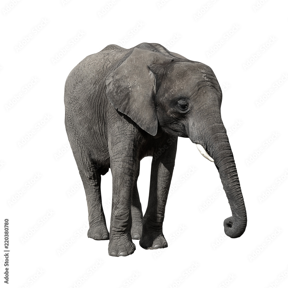 Fototapeta premium African Elephant isolated on white background.