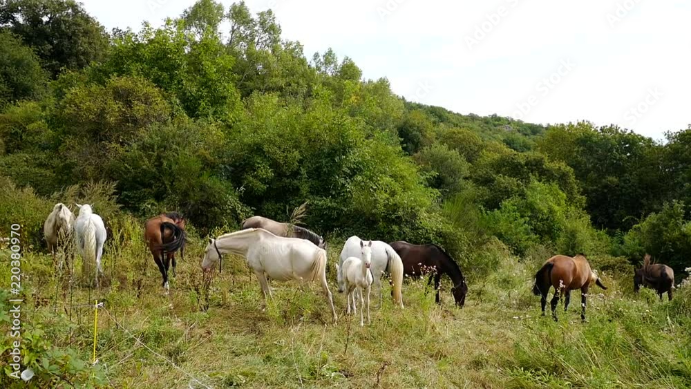 troupeau de chevaux en bas du pré