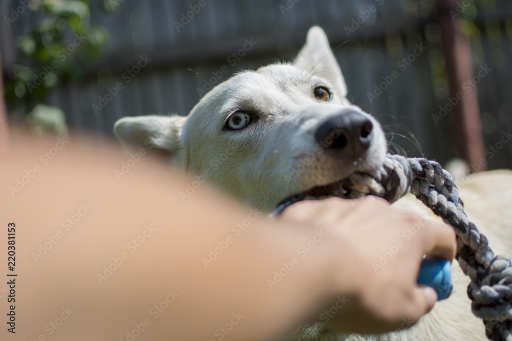 Obraz premium Alaskan Husky outdoor activities