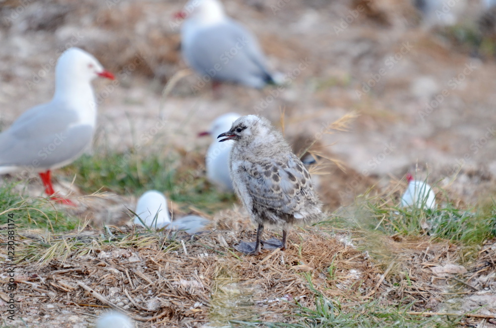 Red-billed Gull chick near Dunedin, South Island, New Zealand Red-billed Gull chick near Dunedin, South Island, New Zealand