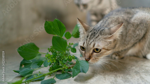 Fototapeta Naklejka Na Ścianę i Meble -  Cute cat eating Indian acalypha plant in a room.