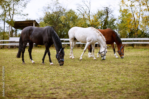 Three horses eating grass © luckybusiness