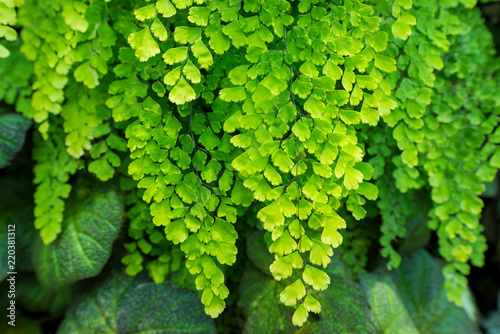 Natural fresh green leaves Maidenhair fern or Adiantum capillus veneris Leafs texture pattern for environment and ecology nature concept design background photo