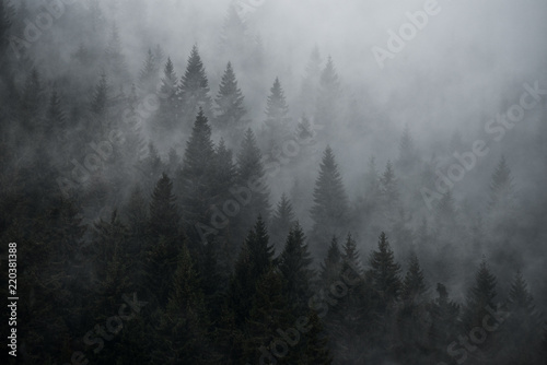 Mystic foggy forest in vintage style. Firs in the fog on the mountainside. 