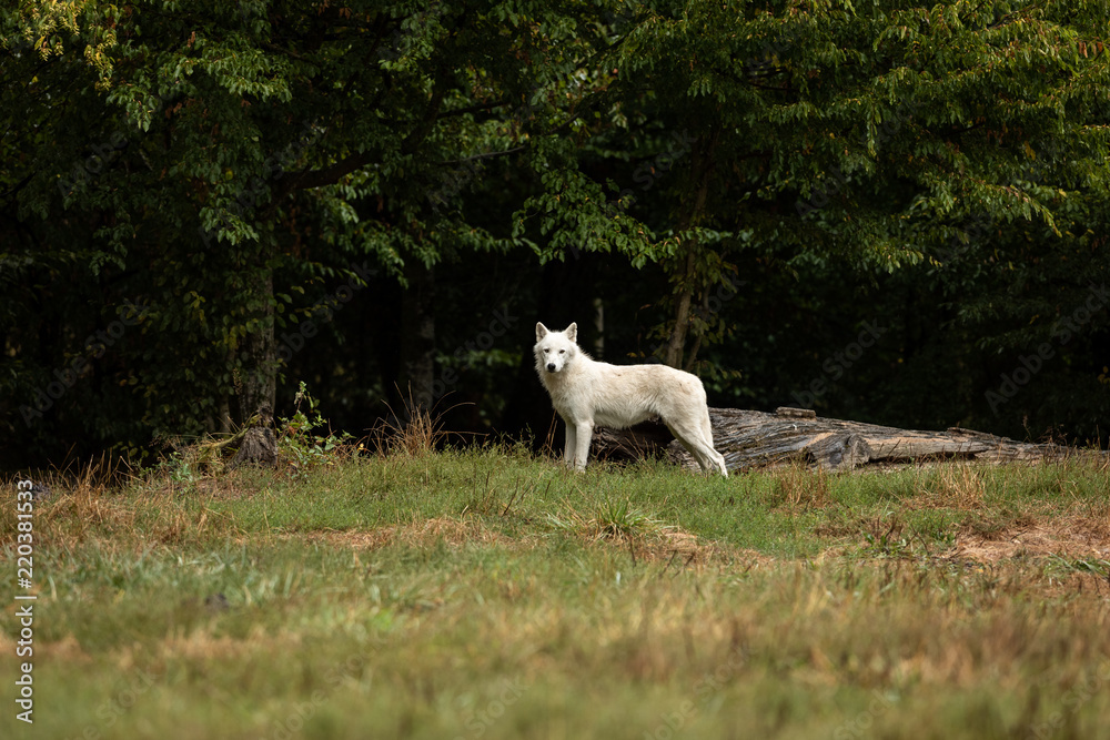 Fototapeta premium Artic Wolf White Animal