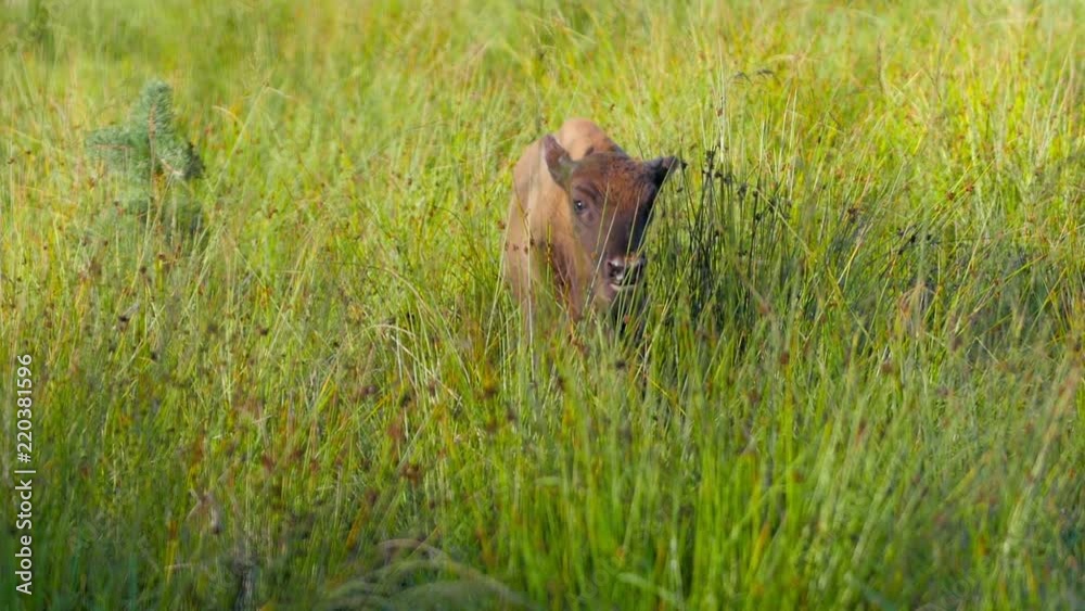 Calf buffalo grazing in a field with high grass Calf buffalo grazing in a field with high grass