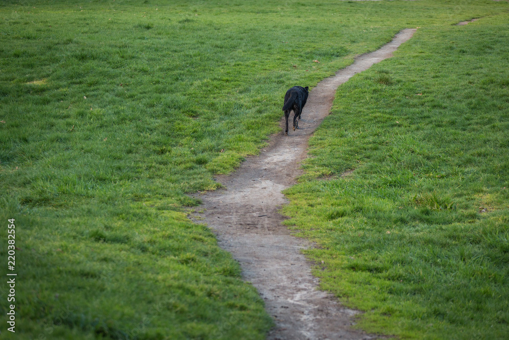 Obraz premium Wandering dog