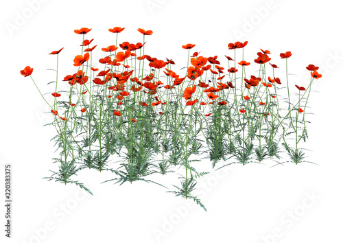 Fototapeta Naklejka Na Ścianę i Meble -  3D Rendering Red Poppy Flowers on White