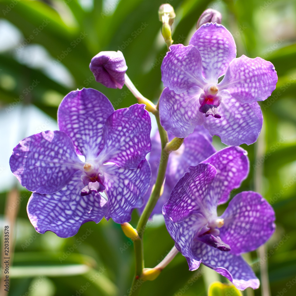 Close up of beautiful flower orchid in garden Close up of beautiful flower orchid in garden