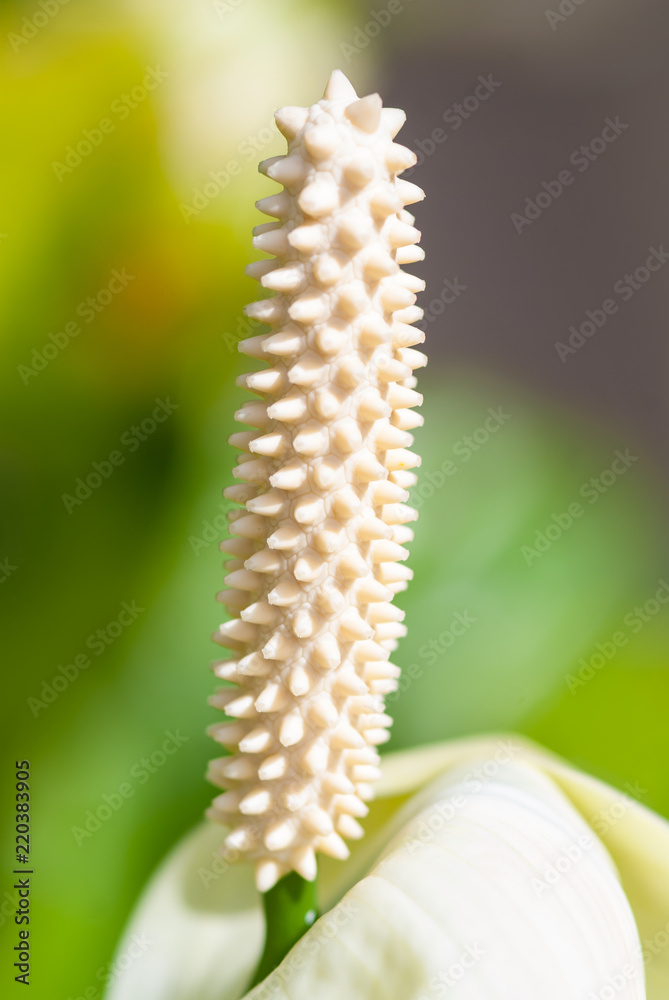 Naklejka premium Photo of exotic tropical white anthurium, flamingo flower, in nature garden