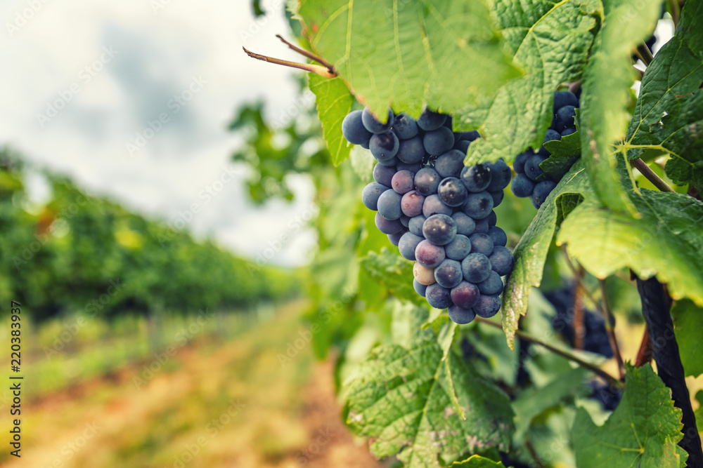 blue merlot grapes in vineyard