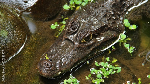 Krokodil 4