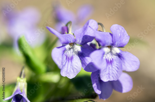 Viola odorata wild small flower in bloom  violet purple flowering plant
