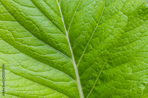 Brassica chinensis Jusl var parachinensis photo