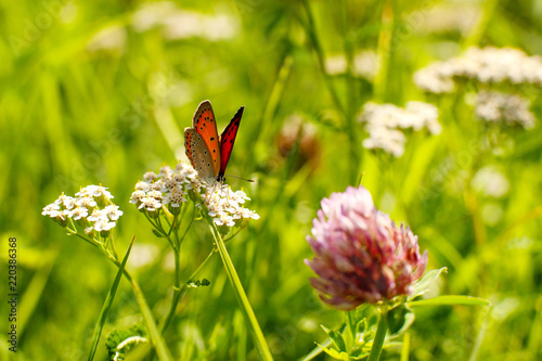 Photography Butterfly on a yarrow flower