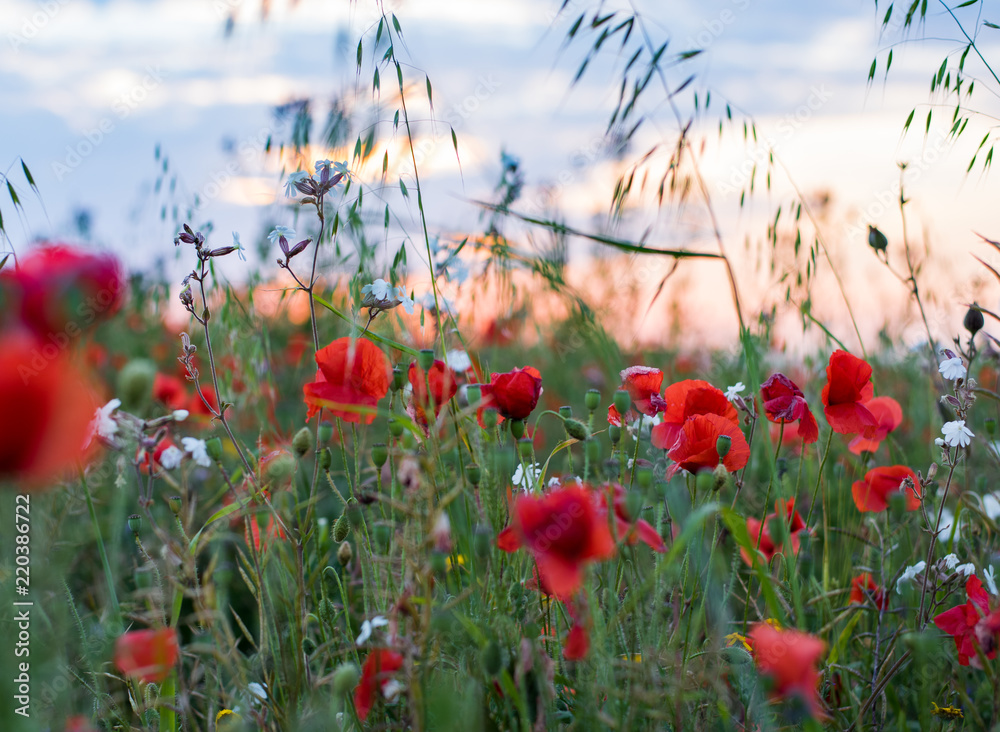 Obraz premium Field of poppies at sunset