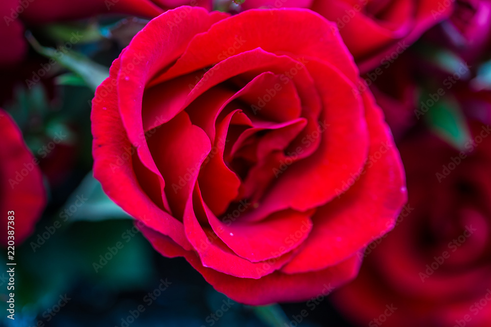 red roses on Valentine's Day red roses on Valentine's Day