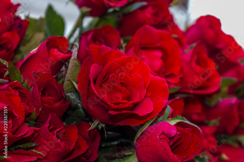 red roses on Valentine s Day