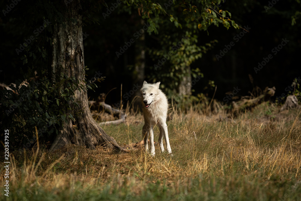 Obraz premium Artic Wolf White Animal
