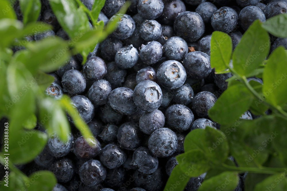 Ripe and juicy fresh picked blueberries closeup. Ripe and juicy fresh picked blueberries closeup.
