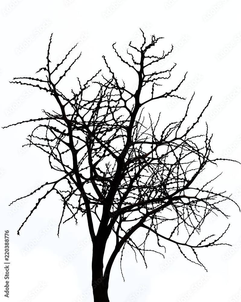 Obraz premium Scary bare black tree silhouette on white background, Branches without leaves 