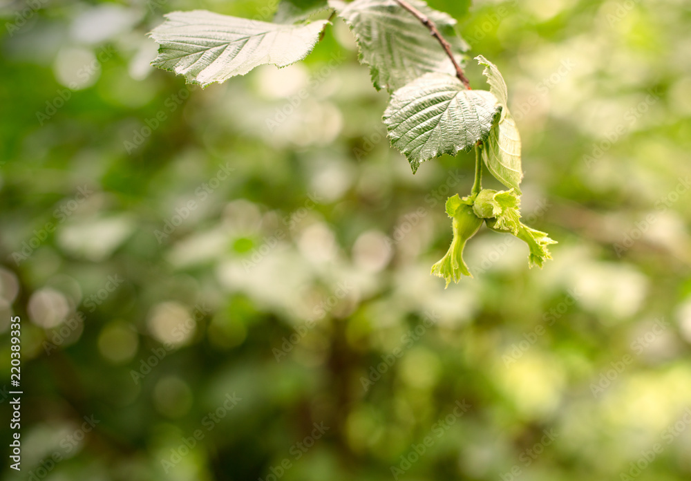 Hazelnuts closeup. Hazelnuts on green background.. Hazelnuts closeup. Hazelnuts on green background..