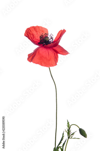 Fototapeta Naklejka Na Ścianę i Meble -  red poppy isolated on white background