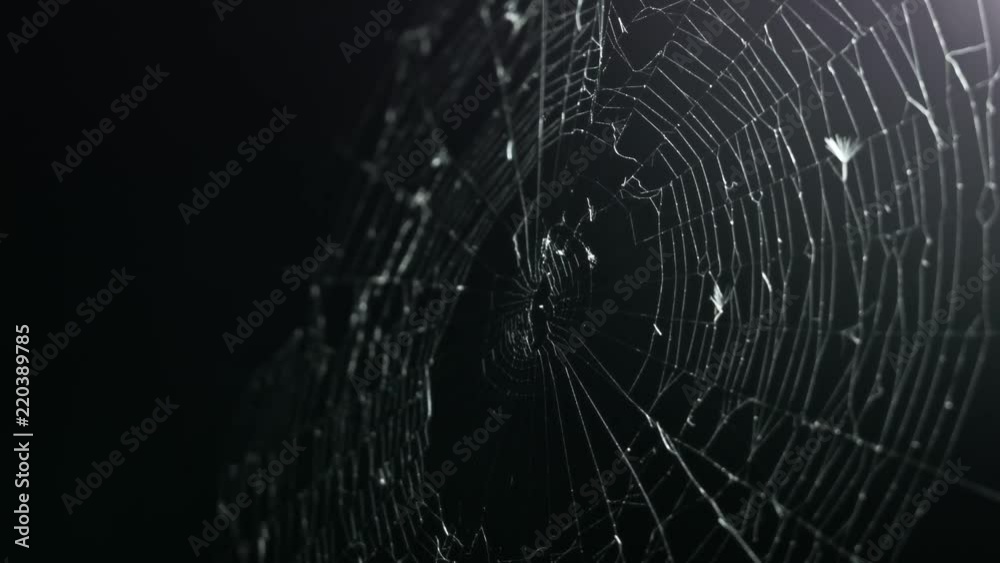 Stark contrast illuminates this spooky spider web as it wavers in the breeze.