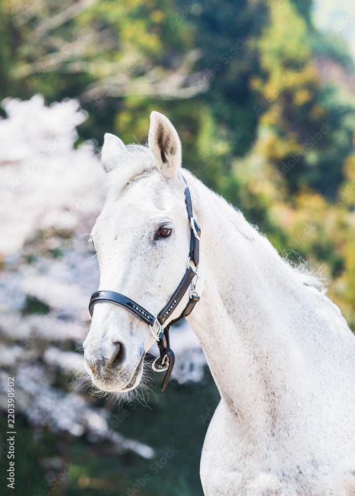 Obraz premium 桜と白馬