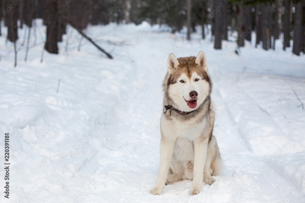 Funny and smiley Husky male is on the snow. Portrait of beige and white siberian husky dog sitting in winter forest on trees background.