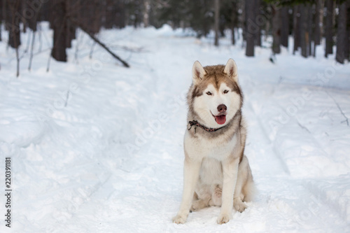 Funny and smiley Husky male is on the snow. Portrait of beige and white siberian husky dog sitting in winter forest on trees background. © Anastasiia