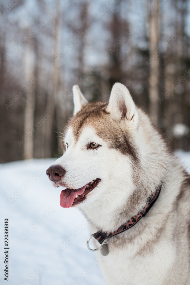 Profile Portrait of beige and white siberian husky dog with tonque out in winter forest with trees background
