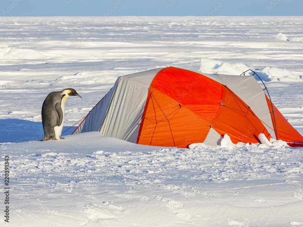 Penguin and Tent Stock Photo | Adobe Stock