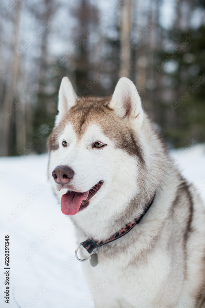 Profile Portrait of beige and white siberian husky dog in winter forest.