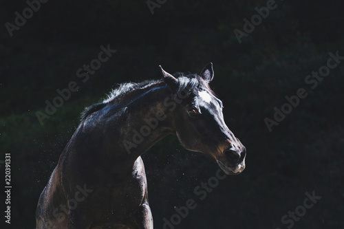 黒鹿毛の馬 photo