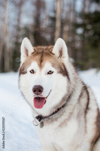 Close-up Portrait of beige and white siberian husky dog with tounque out in winter forest.