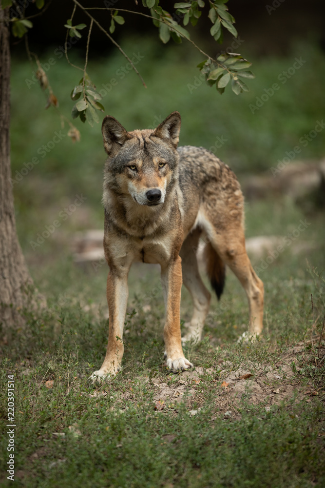 Obraz premium Grey Wolf Europe Animal