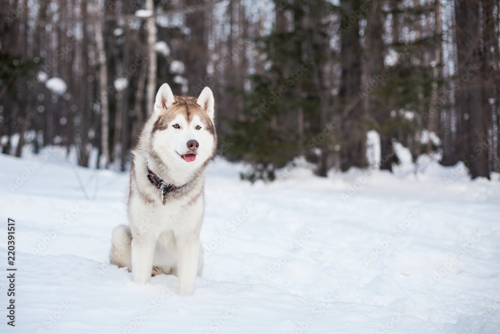Young and free Husky male on the snow on Sakhalin Island. Portrait of beige and white siberian husky dog sitting in winter forest on trees background. Young and free Husky male on the snow on Sakhalin Island. Portrait of beige and white siberian husky dog sitting in winter forest on trees background.