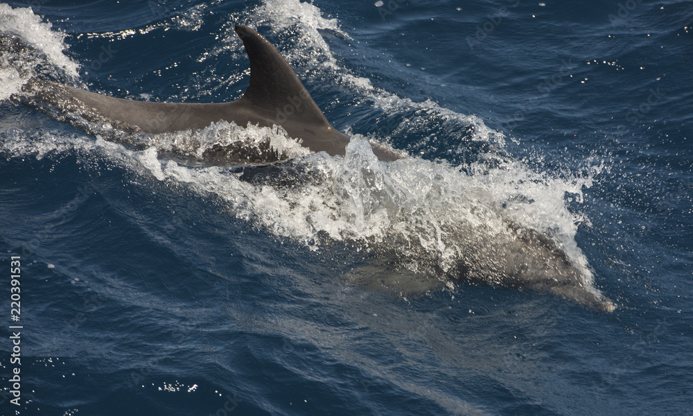 Fototapeta premium Bottlenose dolphin swimming on surface in open ocean