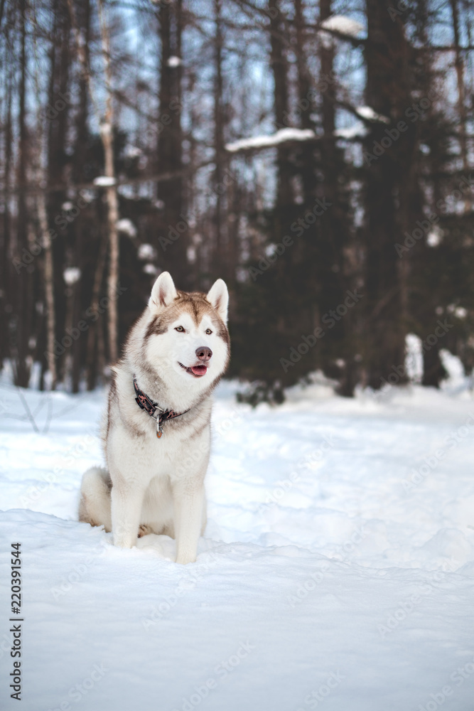 Free and attentive Husky male looks like a wolf. Portrait of beige and white siberian husky dog sitting on the snow in winter forest on trees background. Free and attentive Husky male looks like a wolf. Portrait of beige and white siberian husky dog sitting on the snow in winter forest on trees background.