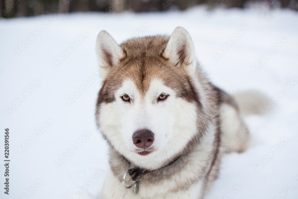 Beige and White Siberian husky is on the snow on Sakhalin Island in Russia. Close-up portrait of Gorgeous Husky dog liying and looking straight to the camera in winter forest. Beige and White Siberian husky is on the snow on Sakhalin Island in Russia. Close-up portrait of Gorgeous Husky dog liying and looking straight to the camera in winter forest.