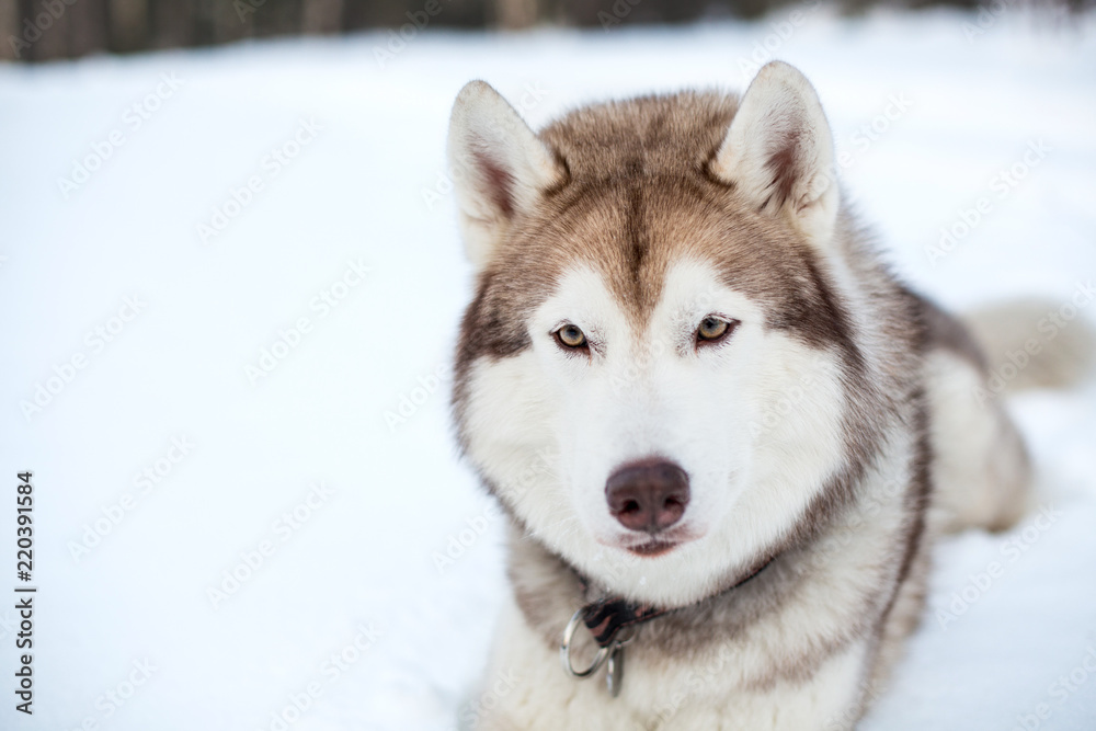 Close-up portrait of Husky dog liying and looking straight to the camera in winter forest. Brown and White Siberian husky is on the snow on Sakhalin Island in Russia